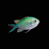 Green Chromis