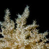 Aquacultured Nepthea Coral (Nepthea sp.) - ORA