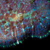 Aquacultured Marshall Island Purple Bullseye Mushroom Coral (Rhodactis sp.) - ORA