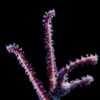Aquacultured Marshall Island Rumphella Gorgonian Coral (Rumphella sp.) - ORA