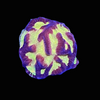 Firestorm Platygyra Coral (3/4" - 1") - SAQ Coral Farm Firestorm Platygyra Coral (3/4" - 1") - SAQ Coral Farm