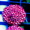 ACI Cultured Bubblemint Cyphastrea (3/4" - 1") - SAQ Coral Farm