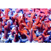 ACI Cultured Forest Fire Digitata Coral - SAQ Coral Farm