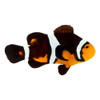 Captive-Bred Fancy Ocellaris (Amphiprion ocellaris) - ORA