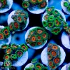 ACI Cultured Orange Sherbert Zoanthids - SAQ Coral Farm