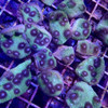 Purple Mummy Eye Chalice Coral - SAQ Coral Farm Purple Mummy Eye Chalice Coral - SAQ Coral Farm