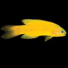 Captive-Bred Yellow Assessor 1.25” – 1.5” (Assessor flavissimus) - ORA Captive-Bred Yellow Assessor 1.25” – 1.5” (Assessor flavissimus) - ORA