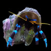 Electric Blue Hermit Crab (Calcinus elegans) - Cleanup Crew