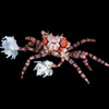 Pom Pom Crab (Lybia sp.) - Cleanup Crew
