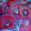 St. Thomas Mushroom - SAQ Coral Farm St. Thomas Mushroom - SAQ Coral Farm