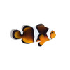 Captive-Bred Photon Clownfish (Amphiprion ocellaris x percula) - ORA Captive-Bred Photon Clownfish (Amphiprion ocellaris x percula) - ORA