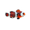 Captive-Bred Semi Storm Clownfish (Amphiprion ocellaris) - ORA Captive-Bred Semi Storm Clownfish (Amphiprion ocellaris) - ORA