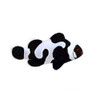 Captive-Bred Black Gladiator Clownfish (Amphiprion ocellaris) - ORA