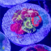 ULTRA ACAN Plate Coral WYSIWYG - SAQ Coral Farm ULTRA ACAN Plate Coral WYSIWYG - SAQ Coral Farm