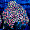 Pink Gumdrop Zoanthid Colony WYSIWYG - SAQ Coral Farm Pink Gumdrop Zoanthid Colony WYSIWYG - SAQ Coral Farm