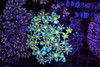 Radiant Neon Green Clove Colony WYSIWYG - SAQ Coral Farm