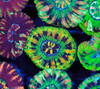 Green Button Scoly WYSIWYG - SAQ Coral Farm Green Button Scoly WYSIWYG - SAQ Coral Farm