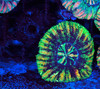 Green Orange Button Scoly WYSIWYG - SAQ Coral Farm Green Orange Button Scoly WYSIWYG - SAQ Coral Farm