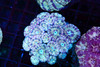 Frosted Dream Asian Acan Colony WYSIWYG - SAQ Coral Farm Frosted Dream Asian Acan Colony WYSIWYG - SAQ Coral Farm