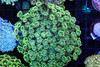 Green Goniopora Colony WYSIWYG A2 - SAQ Coral Farm
