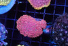 Vibrant Pink Goniopora Colony WYSIWYG - SAQ Coral Farm
