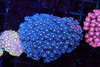 Blue And Red Splatter Goniopora Colony WYSIWYG - SAQ Coral Farm