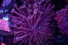 Purple Red Goniopora Colony WYSIWYG - SAQ Coral Farm