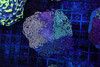 Hammer Garden Colony WYSIWYG A3 - SAQ Coral Farm
