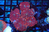 Orange Rhodactis Mushroom Colony WYSIWYG C1 - SAQ Coral Farm
