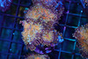 Bronze Yuma Mushroom Colony WYSIWYG  - SAQ Coral Farm
