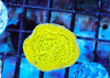 Lemonade Montipora Coral (3/4" - 1") - SAQ Coral Farm Lemonade Montipora Coral (3/4" - 1") - SAQ Coral Farm