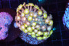 Yellow And Pink Goniopora Colony WYSIWYG - SAQ Coral Farm Yellow And Pink Goniopora Colony WYSIWYG - SAQ Coral Farm