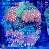 XXL Soft Coral Combo Rock WYSIWYG B4 - SAQ Coral Farm