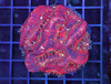 Red Wine Asian Acan Colony WYSIWYG - SAQ Coral Farm Red Wine Asian Acan Colony WYSIWYG - SAQ Coral Farm