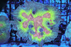 Large Pectinia Colony WYSIWYG - SAQ Coral Farm Large Pectinia Colony WYSIWYG - SAQ Coral Farm