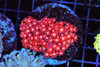 Chaotic Red Goniopora Colony WYSIWYG A1 - SAQ Coral Farm Chaotic Red Goniopora Colony WYSIWYG A1 - SAQ Coral Farm