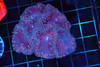 Purple Blasto Colony WYSIWYG A1 - SAQ Coral Farm
