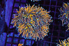 Ultra Gold Torch Colony 6+ Heads WYSIWYG - SAQ Coral Farm Ultra Gold Torch Colony 6+ Heads WYSIWYG - SAQ Coral Farm