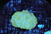 Neon Green Bubble Coral Colony WYSIWYG C4 - SAQ Coral Farm Neon Green Bubble Coral Colony WYSIWYG C4 - SAQ Coral Farm