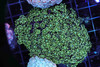 Lime Juice Goniopora Coral Colony WYSIWYG - SAQ Coral Farm Lime Juice Goniopora Coral Colony WYSIWYG - SAQ Coral Farm
