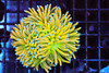 Ultra Banana Torch Colony 5+ Heads WYSIWYG - SAQ Coral Farm Ultra Banana Torch Colony 5+ Heads WYSIWYG - SAQ Coral Farm