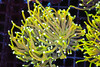 Golden Noodle Torch Coral WYSIWYG - SAQ Coral Farm