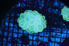 Neon Green Bubble Coral WYSIWYG A11 - SAQ Coral Farm