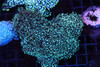 Green Goniopora Colony WYSIWYG A3 - SAQ Coral Farm