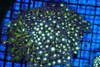 Vibrant Green Goniopora Colony WYSIWYG A1 - SAQ Coral Farm