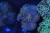 Holographic Hammer Colony 6+ Heads WYSIWYG A1 - SAQ Coral Farm