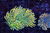 Spectre Gold Torch Colony WYSIWYG - SAQ Coral Farm
