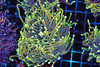 Gold Torch Colony 3+ Heads WYSIWYG - SAQ Coral Farm