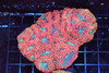 Red Powdered Blasto Coral Colony WYSIWYG - SAQ Coral Farm