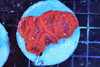 Red And Purple Eye Blasto Coral Colony WYSIWYG - SAQ Coral Farm